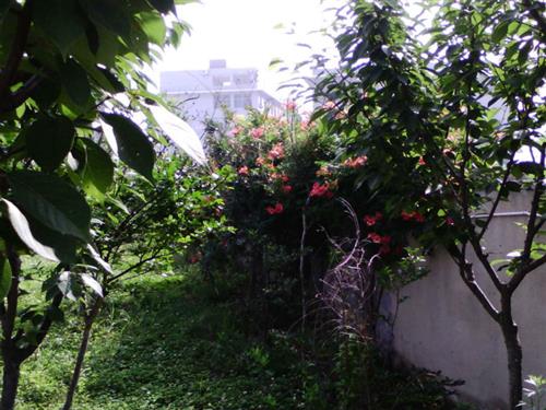 篮球场：石榴花，吐故纳新大图
